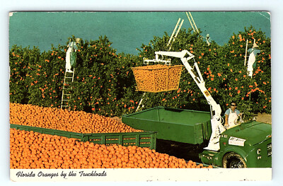 Florida Oranges by the Truckloads Postmarked 1973 Fruit Trees People Postcard