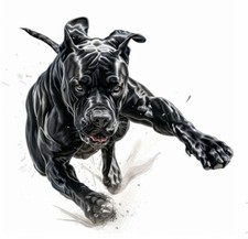 Dogo Canario Cane Corso Molosso Pitbull Adesivo Poster Sticker Lucido 20x20 Cm