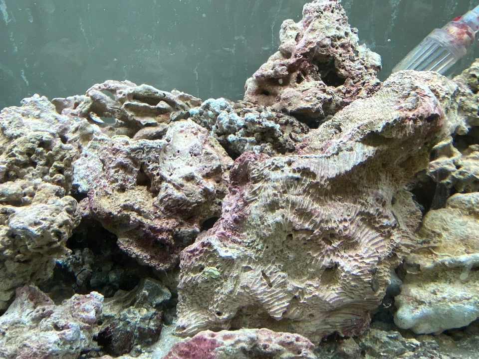 Rocce vive per acquario marino mature  - Immagine 4 di 4