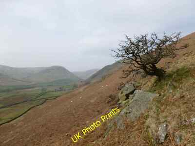 Photo 12x8 Thorn bush above the Scaur Glen Hallscaur Looking towards Halls c2015