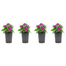 4 Purple Vinca Periwinkle Plants Live Vinca Cora Vinca Flowers Plants in 3.5"Pot