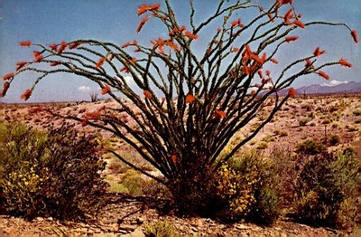 Ocotillo Blooms in Spring Desert Landscape Postcard