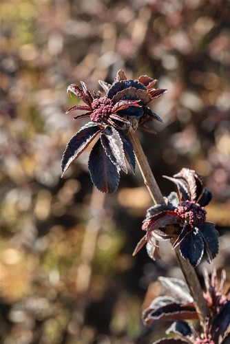 Sambucus nigra 'Black Tower', Schwarzer Holunder, ca. 9x9 cm Topf - Bild 8 von 10