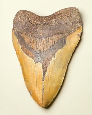 #ad #ad 5.77quot; Megalodon Shark Tooth Golden Fossil No Repair Authenic 554g North Carolina $419.99