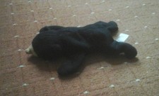 TYBEANIE BABY-'BLACKIE THE BEAR'