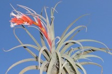 subsecundifolia tillandsia airplant. air plant bromeliad