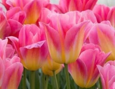 Tom Pouce Tulip Bulbs for Planting
