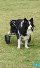 Celestaura Dog Wheelchair for Back Legs, Dog Wheelchair Cart - LARGE