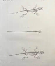 Lizard Skeleton Print 1800s Antique Zoological Illustration
