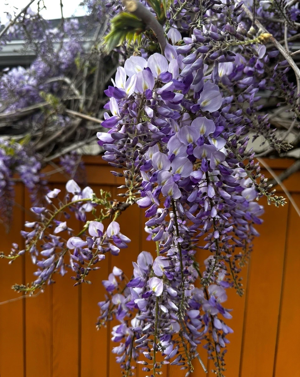 Japanese Purple Wisteria Seeds 20 Count Flowering Vine Plant Wall