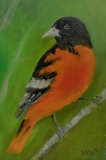 Baltimore Oriole, Original Bird Oil Painting on Paper, 4 x 6 In, Unframed