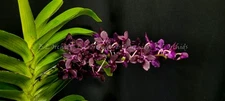 Vandachostylis Colmarie "Merlot"    IN SPIKE     *Fragrant