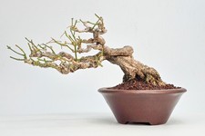  Bonsai Pfaffenhütchen - Euonymus Shohin 14cm