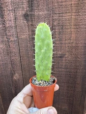 Opuntia Cactus