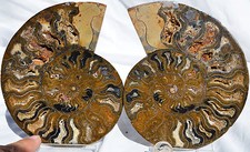 Large Black Ammonite Pair Crystals 147mm 110myo Dinosaur age FOSSIL 5.7