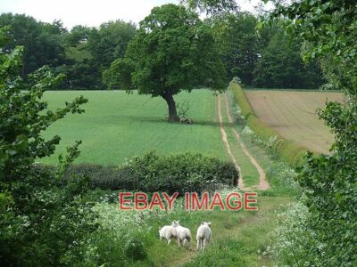 PHOTO  LAMBS ON THE BRIDLEWAY NEAR OLDINGTON SHROPSHIRE THESE THREE LITTLE SWEET