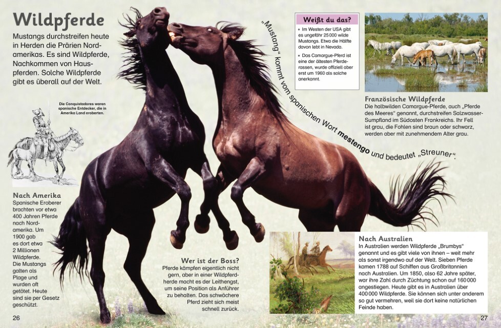 Thumbnail - Memo Kids. Pferde Und Ponys Maria Zettner