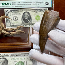 PETE LARSON AUTHENTIC T-REX TOOTH TYRANNOSAURUS REX *RESTORATION DINOSAUR FOSSIL