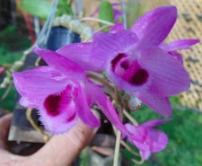 Dendrobium parishii Bloom size 4" wood basket NICE PLANT