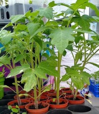ATTIS Garden 10 x Tomato 'San Marzano' Plug Plants | April 1st dispatch