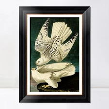 Framed Canvas Print Art Iceland or Jer Falcon by John James Audubon Home Decor