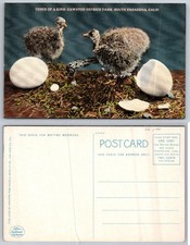 Cawston Ostrich Farm South Pasadena CA Postcard Two Chicks & Eggs