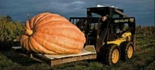 ZUCCA GIGANTE - ATLANTIC GIANT, 15 SEMI  + OMAGGIO