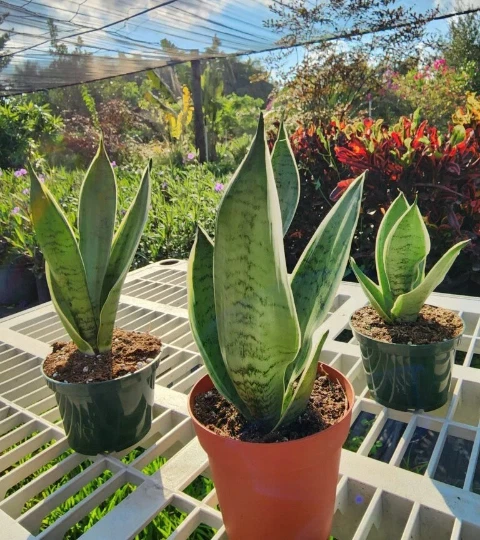 SNAKE PLANT Sansevieria Snow White in 4 inch Pot | LIVE House plant - Image 2 of 4