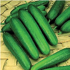 Early Green Cluster Cucumbers Seeds (25+ Seeds)(More Heirloom, Organic, Non GMO,