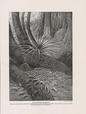 Leafcutter Ants Atta Acromyrmex PRINT from 1912