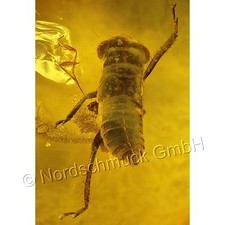 Bernstein Inkluse Inklusen Einschluss Insekt Rundkopfzikade Larve IN219