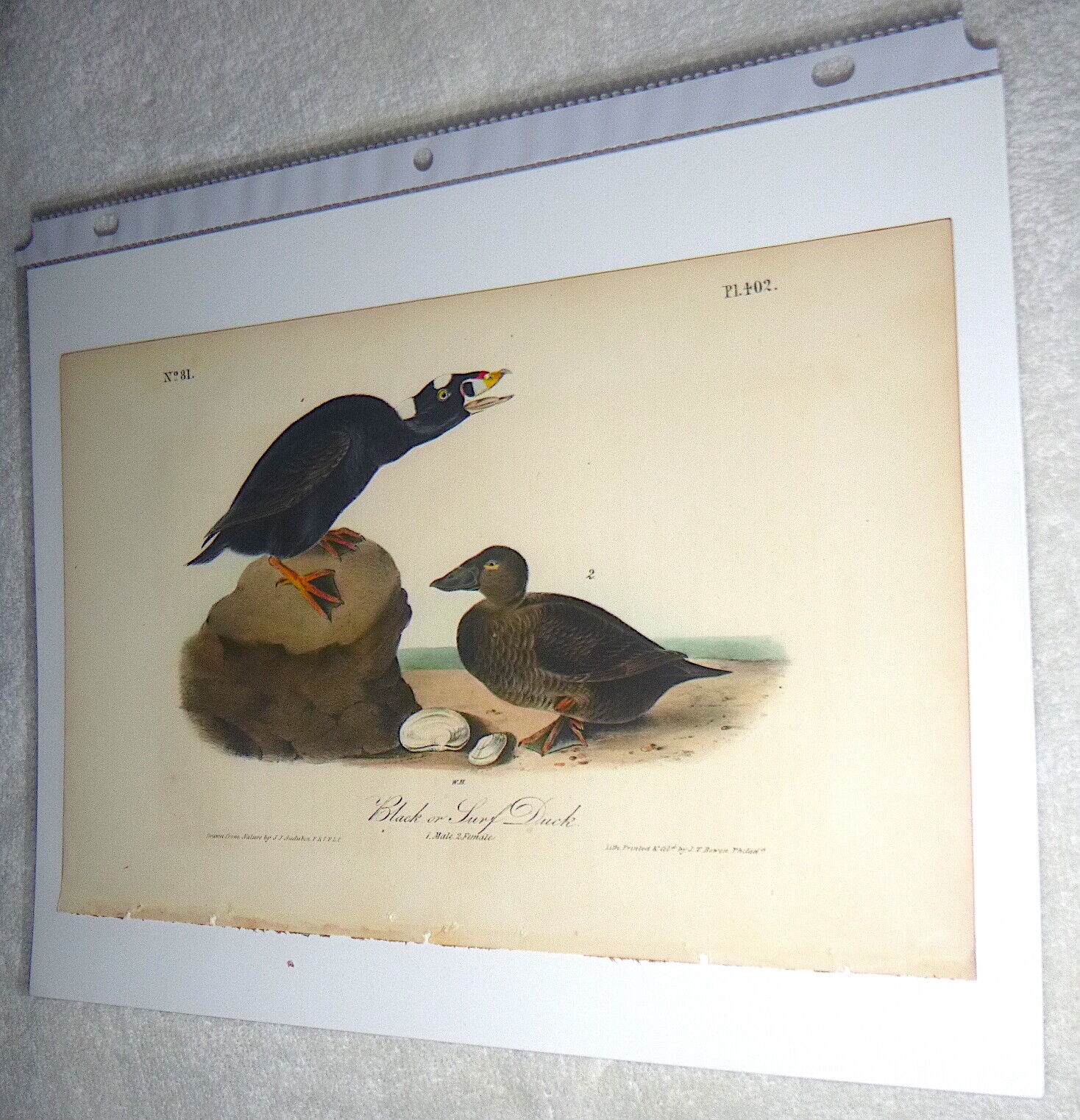 Audubon  1st ed Octavo   BLACK OR SURF DUCK    Birds of America    1840 original