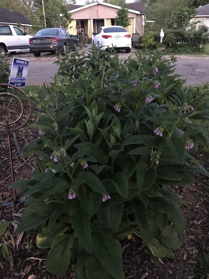 12 (1/2" a 1" de largo) consuelda (bocking 14) esquejes de raíz Foto 4 de 4