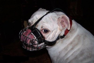 muzzle for a bulldog