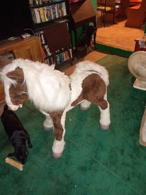Hasbro FurReal Friends Butterscotch Life-Size Animatronic As Is 