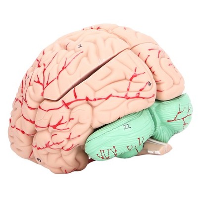 Human Brain Model Anatomy For Kids Neuroscience Study Skull Dedicated Mold For S
