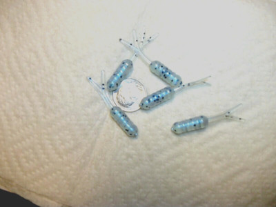 100-1 1/2''-CRAPPIE-PANFISH-GRUBS-MINNOW STINGERS-JIGS-SCENT-split tails-flukes