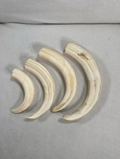 Authentic African Warthog Tusks Unpolished Lot 4 12.5” 10” 9.5” 7.75”
