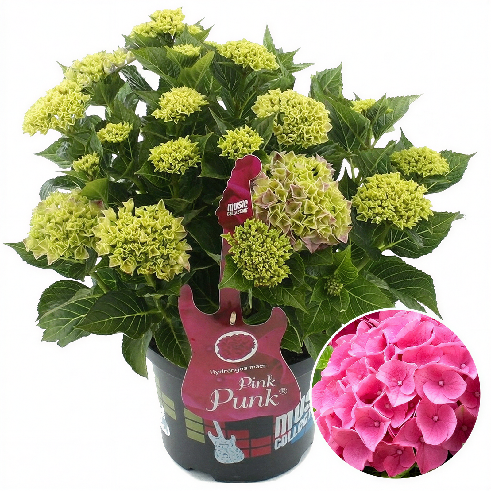 Hydrangea Pink Punk Garden Shrub | Deciduous Vibrant Potted Plant | 1.5-2.5ft