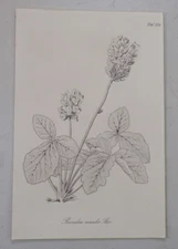 1856 Antique Print via Gartenflora Magazine  / KARTALIMIA LEGUME