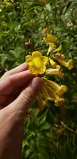 (25) Yellow Bell Tecoma Stans Seed Flowering Shrub Seeds Drought-resistant 