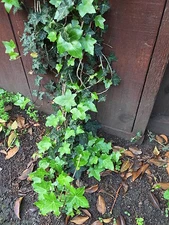 Organic Live California USA English Ivy Cuttings