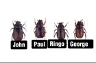 4beatles