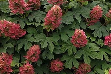 ( 1 ) - Ruby Slippers Oakleaf Hydrangea - Starter Plant ( L7 ) ( 1 live plant )