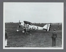 SHORT SPRINGBOK LARGE VINTAGE ORIGINAL PRESS PHOTO CHAMOIS 