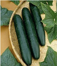 Sweet Success Cucumbers Seeds (25 Seed Packet) (More Heirloom, Organic, Non GMO,
