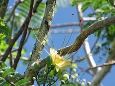 Delonix elata | Creamy Peacock Flower | 10 Seeds