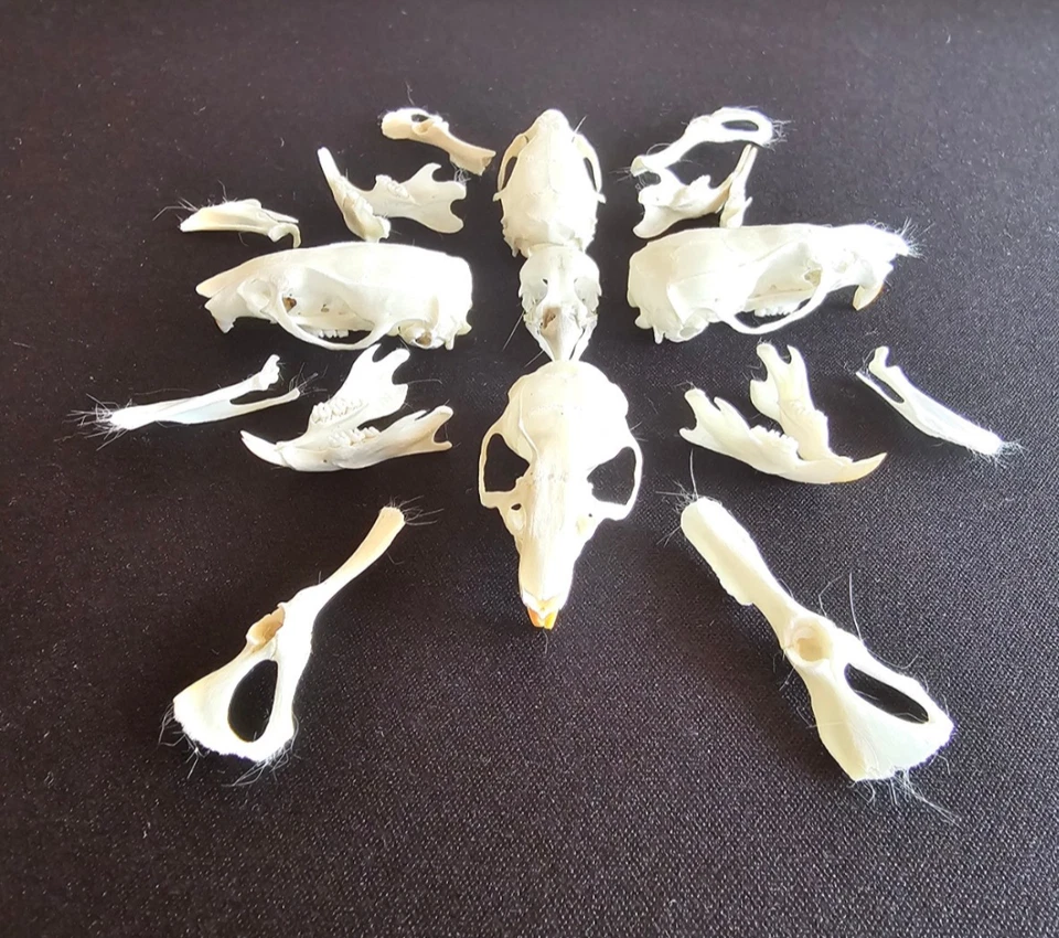 Escarabajos Dermestidos 1500+ con Adultos y Larva y Huevos - Equipo de Limpieza / Taxidermia Foto 3 de 4