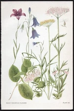 1928 Clements Rocky Mountain Flowers Vintage Botanical Print Blue Bells, etc