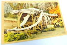 Monterey CA Lobos Nation al Park Skeleton Sperm Whale Vintage Postcard Bones